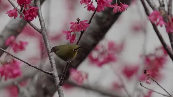 Voorjaar Concept Een Japanse Witoog Vogel Kers Bloesems — Stockvideo