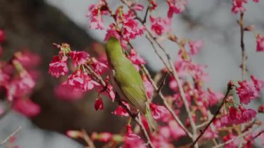 Bahar konsepti: Kiraz çiçeklerinde Japon beyaz gözlü kuşu 