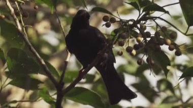 Ormandaki dalda oturan kuşun görüntüsü