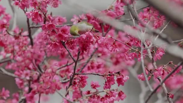 Spring Concept Japanese White Eye Bird Cherry Blossoms — Stock Video