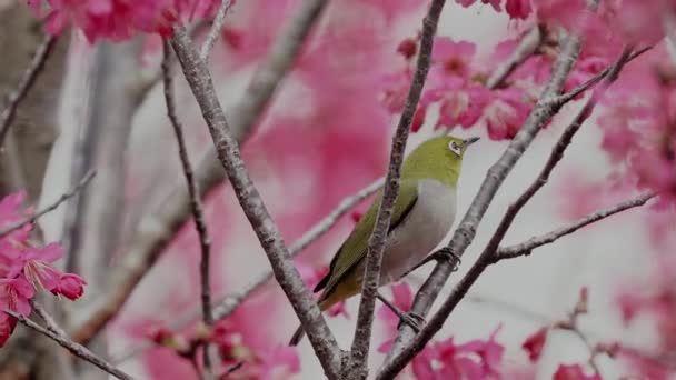 Concept Printemps Oiseau Japonais Aux Yeux Blancs Fleurs Cerisier — Video