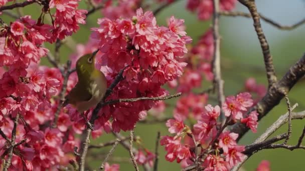 Voorjaar Concept Een Japanse Witoog Vogel Kers Bloesems — Stockvideo