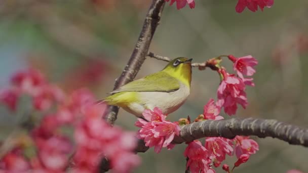 Voorjaar Concept Een Japanse Witoog Vogel Kers Bloesems — Stockvideo