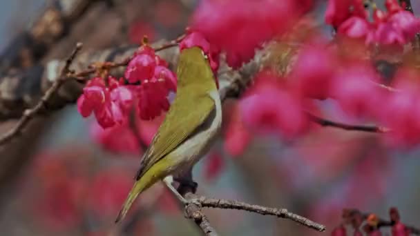 Voorjaar Concept Een Japanse Witoog Vogel Kers Bloesems — Stockvideo