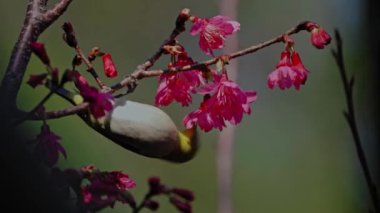 Bahar konsepti: Kiraz çiçeklerinde Japon beyaz gözlü kuşu 
