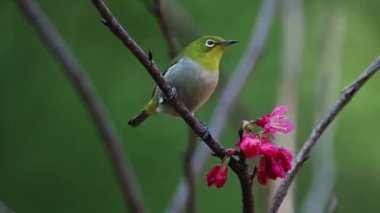 Bahar konsepti: Kiraz çiçeklerinde Japon beyaz gözlü kuşu 
