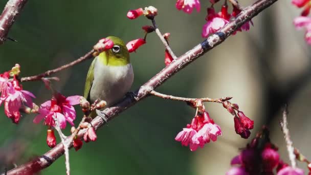 Conceito Primavera Pássaro Japonês Olhos Brancos Flores Cerejeira — Vídeo de Stock