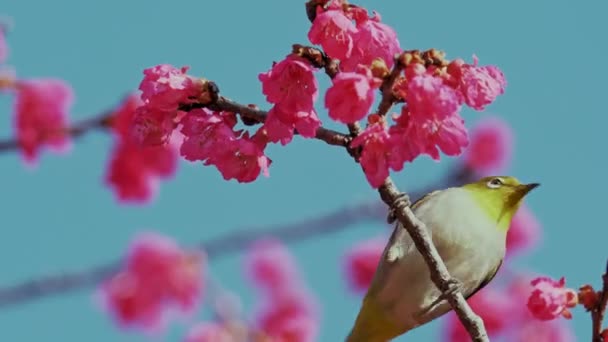 Wiosenna Koncepcja Japoński Biały Oko Ptak Wiśniowych Kwiatach — Wideo stockowe
