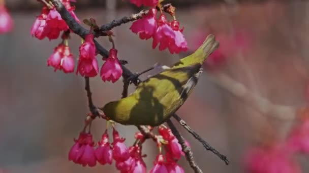 Conceito Primavera Pássaro Japonês Olhos Brancos Flores Cerejeira — Vídeo de Stock