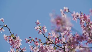  İlkbaharda güzel çiçekler.