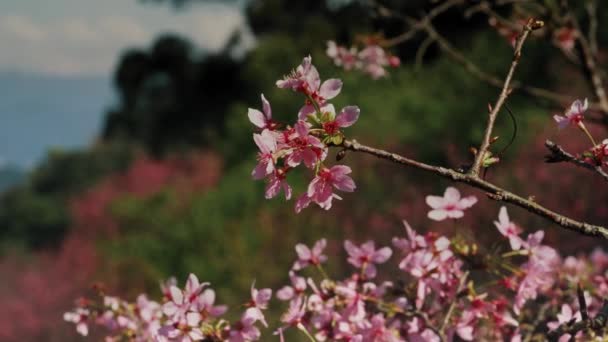 Shot Beautiful Flowers Spring — Stock Video