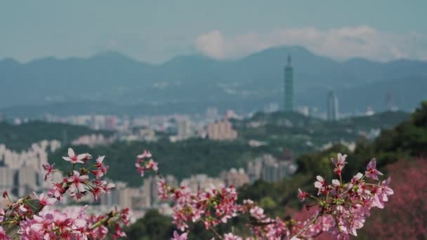 Primavera Taipei Paisagem Viajar — Vídeo de Stock