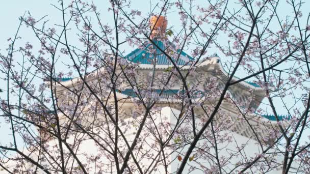 Прекрасный Весенний Вид Цветение Вишни Мемориальном Зале Чан Кайши Тайбэе — стоковое видео