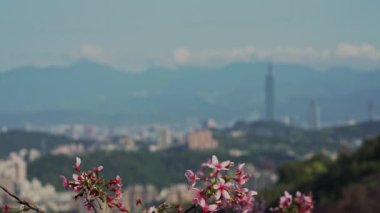 Bahar Taipei manzarası, seyahat. Tayvan