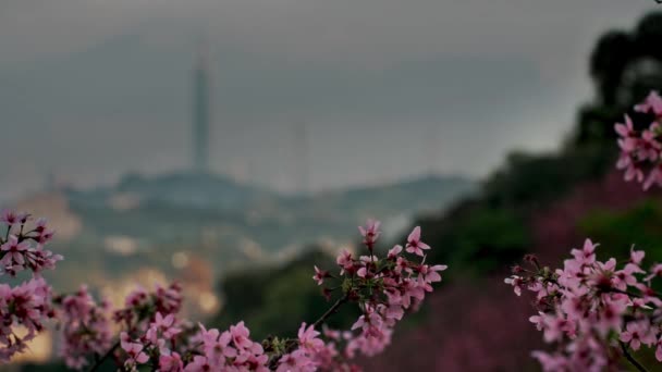 Bahar Taipei Manzarası Seyahat — Stok video