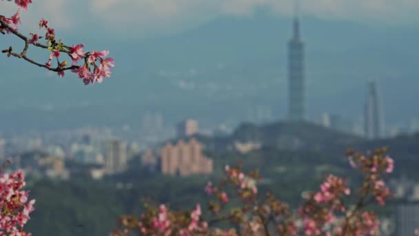 Primavera Taipei Paisagem Viajar — Vídeo de Stock