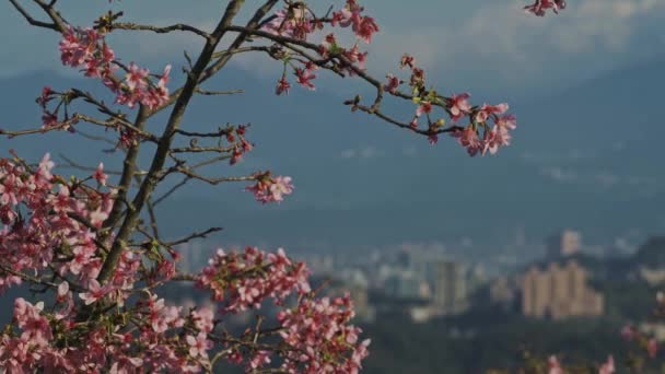 Весняний Тайбейський Пейзаж Подорожі — стокове відео
