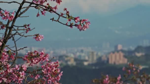 Printemps Taipei Paysage Voyage — Video