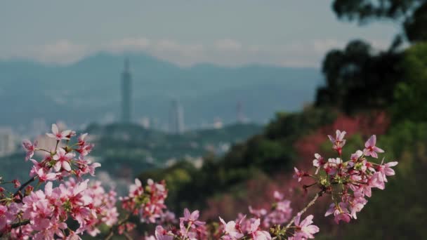 Весняний Тайбейський Пейзаж Подорожі Тайвані — стокове відео