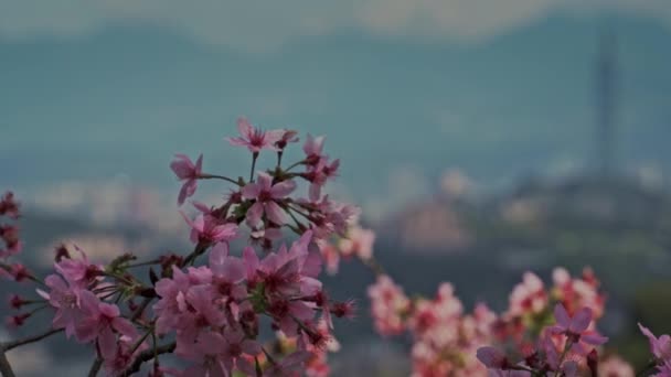 Primăvara Taipei Peisaj Călătorie Taiwanul — Videoclip de stoc