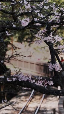 Tayvan 'daki Alishan Ulusal Parkı' nda kiraz çiçekleri açan tren konsepti.,