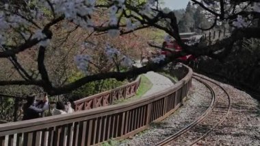Tayvan 'daki Alishan Ulusal Parkı' nda kiraz çiçekleri açan tren konsepti.,