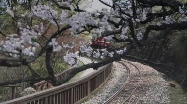 Tayvan 'daki Alishan Ulusal Parkı' nda kiraz çiçekleri açan tren konsepti.,