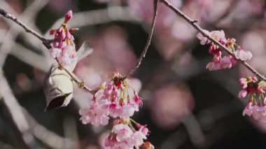 Bahar kavramı. Alishan Ulusal Parkı, Tayvan 'da gelinlerle birlikte güzel kiraz çiçekleri.,
