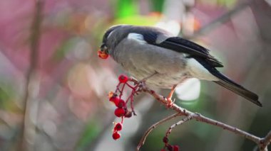 Tayvan 'daki Alishan Ulusal Parkı' nda meyve yiyen bahar kuşu.,
