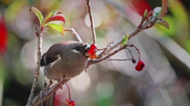 Tayvan 'daki Alishan Ulusal Parkı' nda meyve yiyen bahar kuşu.,
