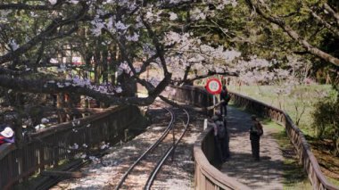 Tayvan 'daki Alishan Ulusal Parkı' nda kiraz çiçekleri açan tren konsepti.,