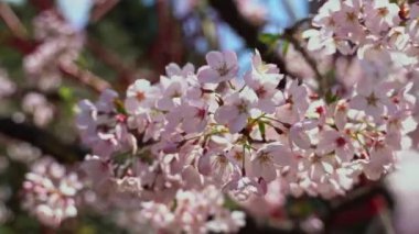  İlkbaharda güzel çiçekler.