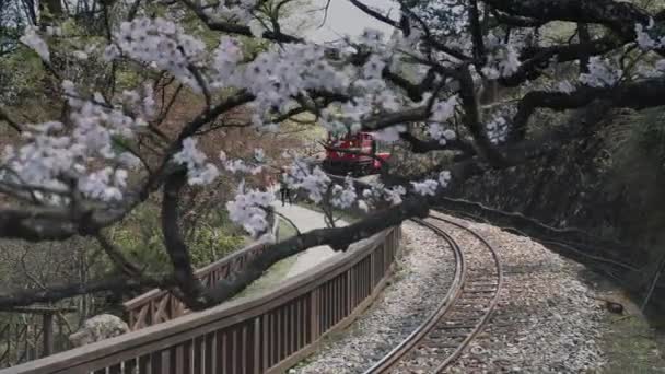 Tren Primavera Concepto Bosque Ferrocarril Con Hermosa Flor Cerezo Parque — Vídeos de Stock