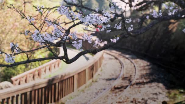 Conceito Primavera Floresta Trem Ferrovia Com Bela Flor Cereja Parque — Vídeo de Stock