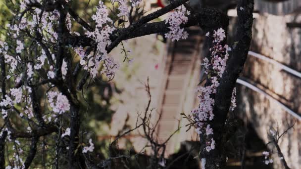 Tren Primavera Concepto Bosque Ferrocarril Con Hermosa Flor Cerezo Parque — Vídeos de Stock