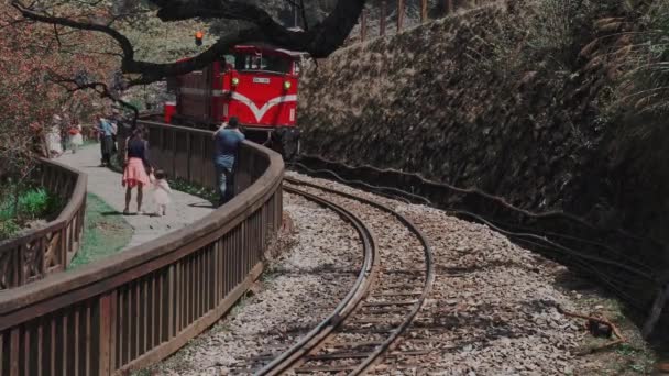 Tren Primavera Concepto Bosque Ferrocarril Con Hermosa Flor Cerezo Parque — Vídeos de Stock