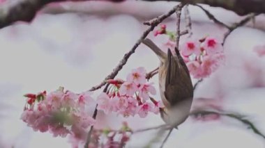 Bahar kavramı. Alishan Ulusal Parkı, Tayvan 'da gelinlerle birlikte güzel kiraz çiçekleri.,