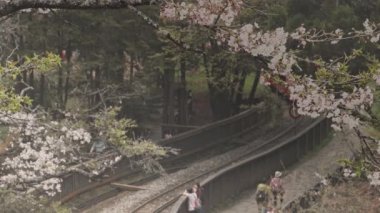 Bahar konsept ormanı. Alishan Ulusal Parkı, Tayvan 'da güzel kiraz çiçekleri olan demiryolu.,