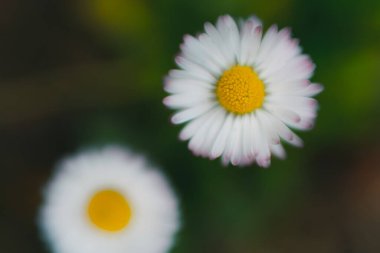 Papatya çayı ya da papatya çiçeği. Tomurcukları olan otçul bitkiler