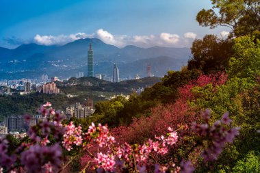 Bahar, Tayvan 'da Taipei şehri ile kiraz çiçeklerinin güzel şafak manzarası