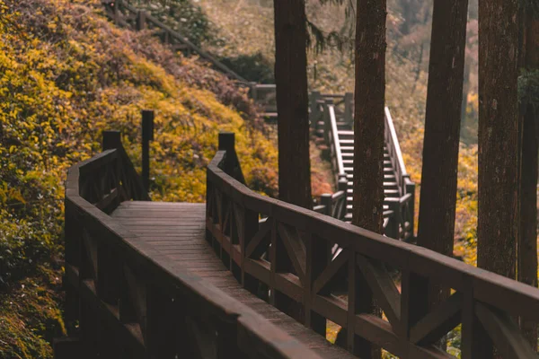 Escena Del Bosque Ruta Del Bosque — Foto de Stock