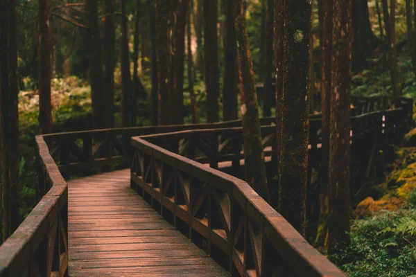 Waldwegszene Waldweg — Stockfoto