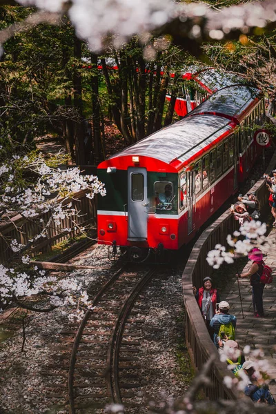 Tren Forestal Ferrocarril Con Hermosa Flor Cerezo Parque Nacional Alishan — Foto de Stock