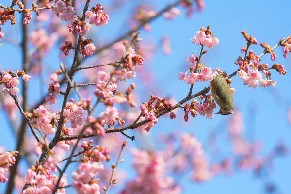 Schöne Kirschblüte Mit Yuhina Alishan Nationalpark Taiwan — Stockfoto