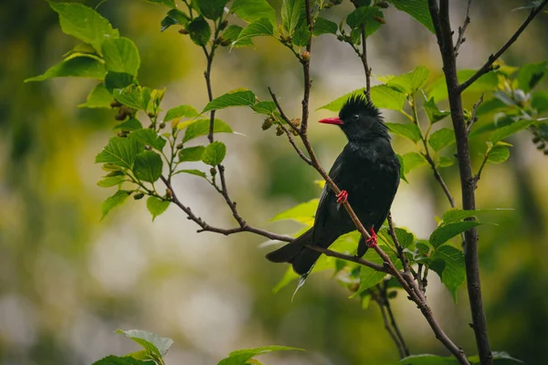 Frumos Bulbul Balck Factură Roșie Picioare Ramură — Fotografie, imagine de stoc