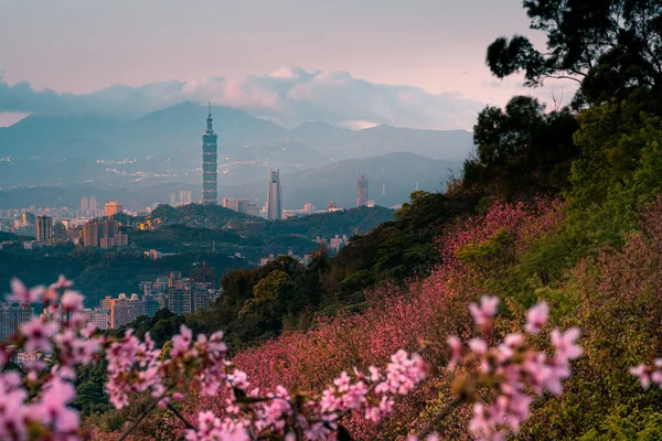 Krásný Úsvit Pohled Třešňový Květ Tchajpejským Městským Krajem Jaře Tchaj — Stock fotografie
