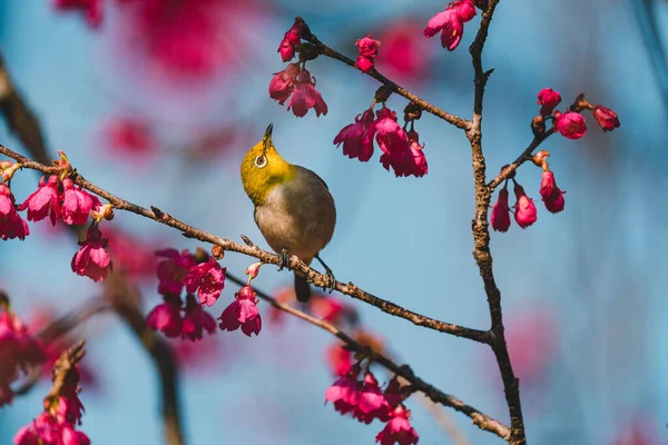 Pájaro Japonés Ojos Blancos Flores Cerezo — Foto de Stock