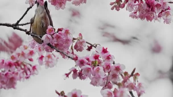 Spring Concept Bird Cherry Blossoms — Stock Video