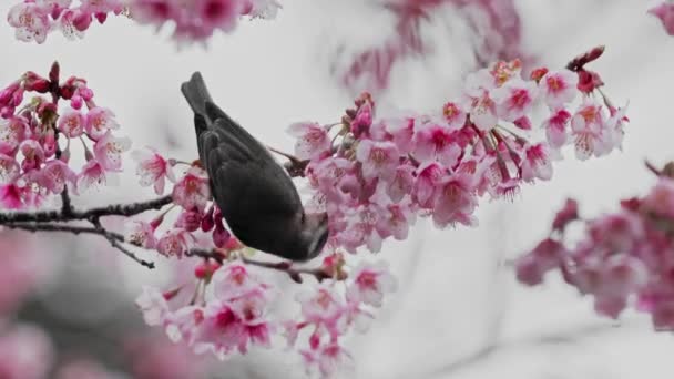 Tavaszi Koncepció Cseresznyevirág Madár — Stock videók
