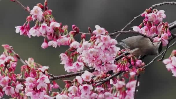 Весенняя Концепция Птица Цвету Вишни — стоковое видео